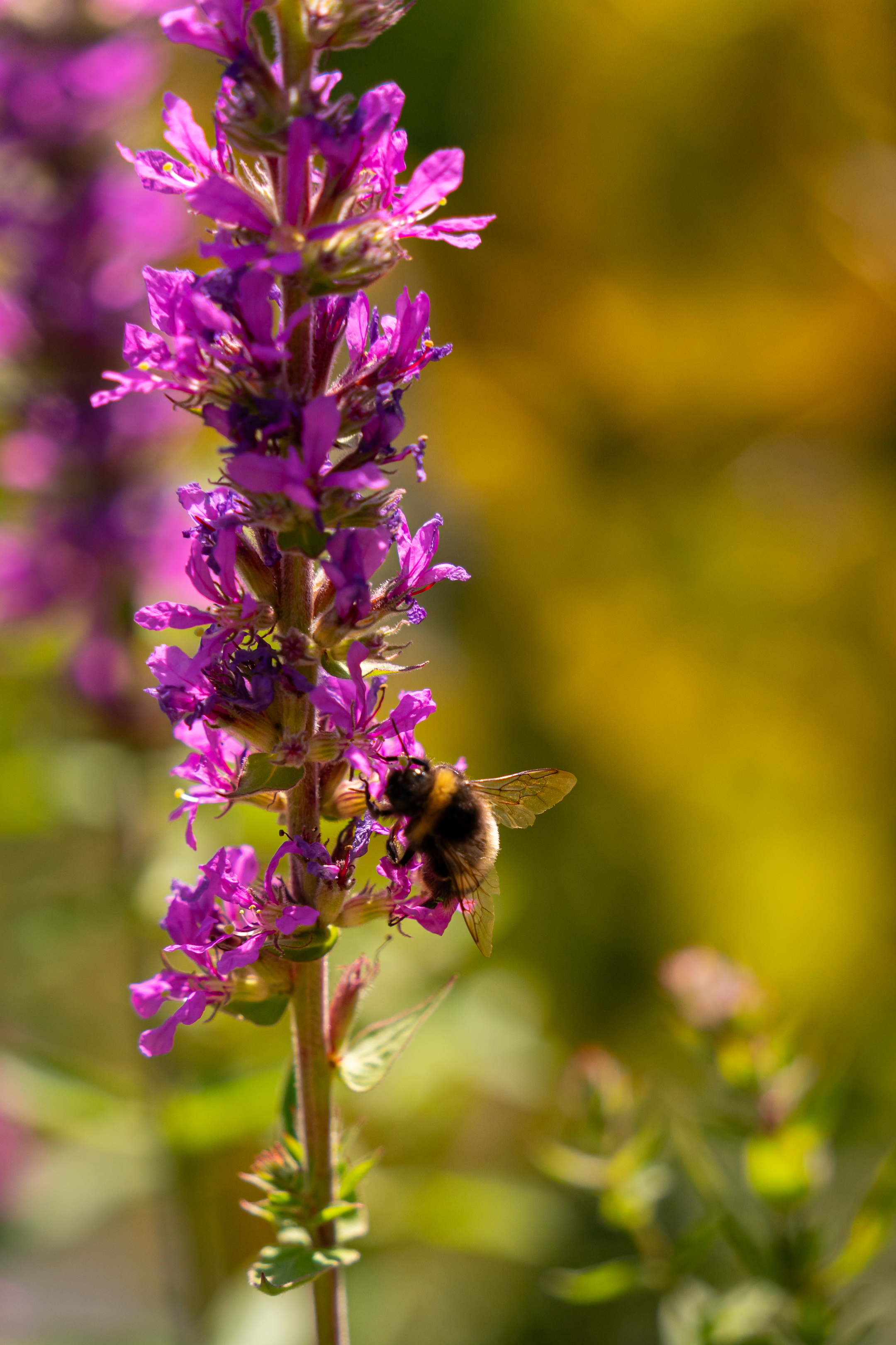 Bee on a purple Flower